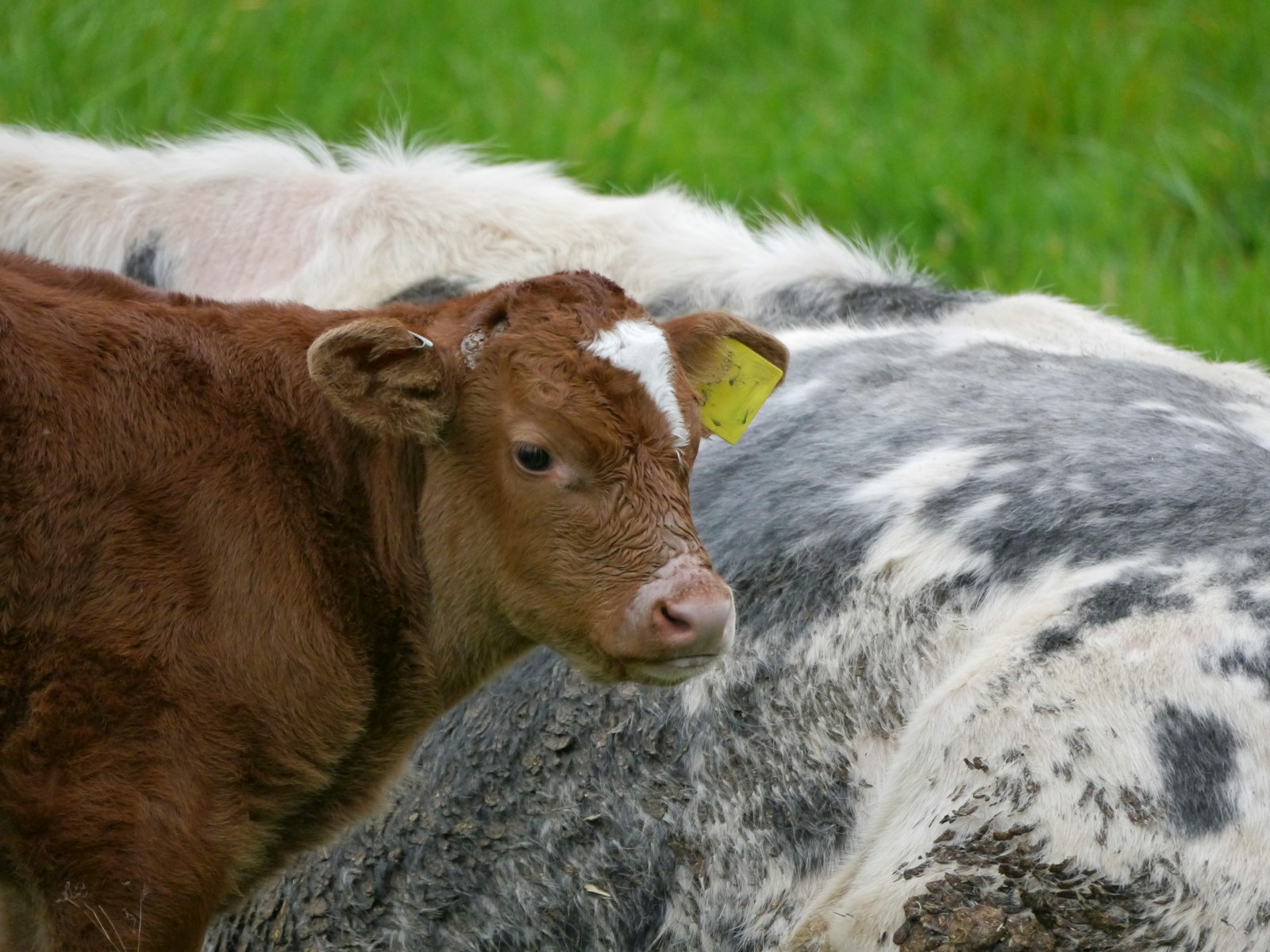 A couple of cows that are standing in the grass, livestock